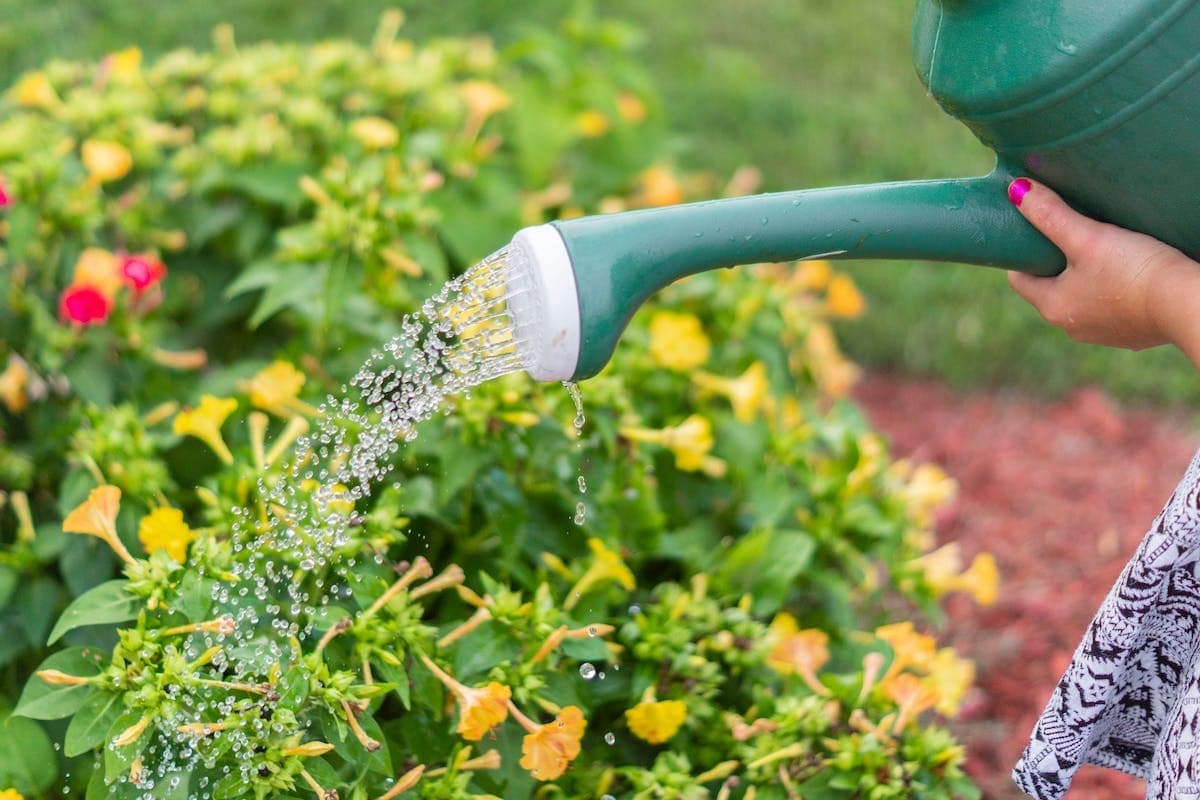 Optimisez L Utilisation De L Eau Dans Votre Jardin Gr Ce Ces Astuces